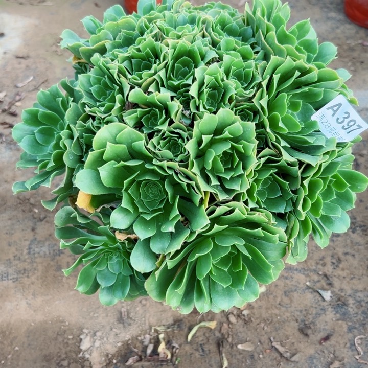 397绿羊绒多肉植物