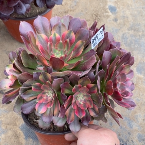 668洛神满25包邮多肉