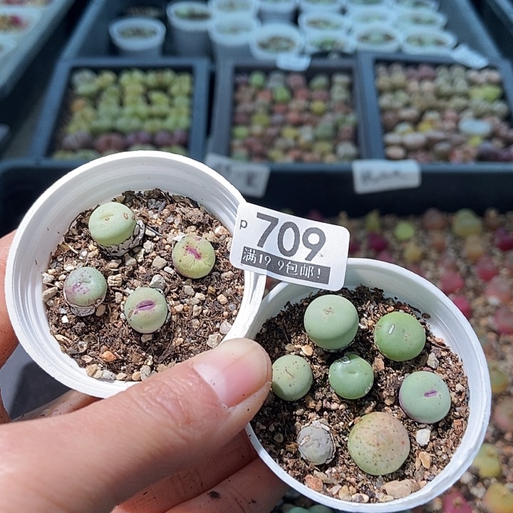 得****！大舅生石花肉锥多肉709