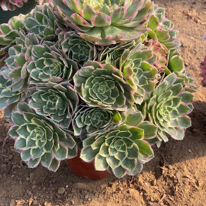 无花朵866多肉植物