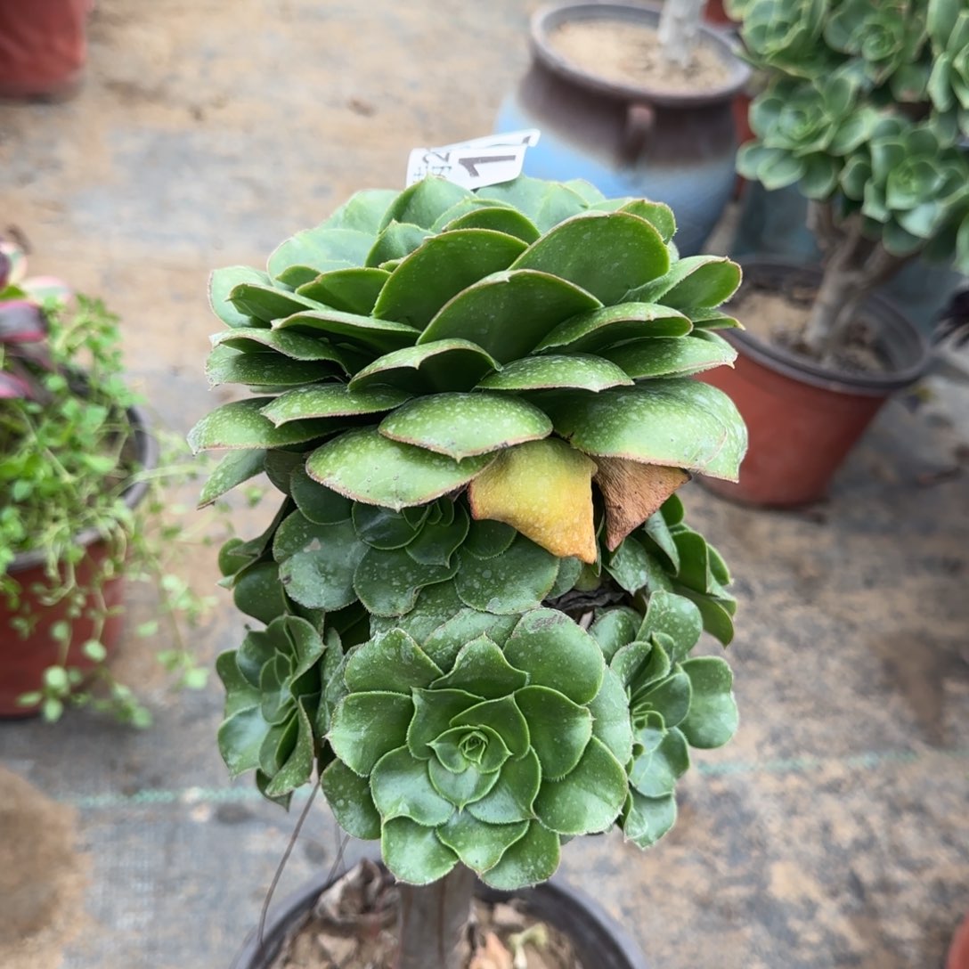 绿玫瑰162满20包邮断枝不包