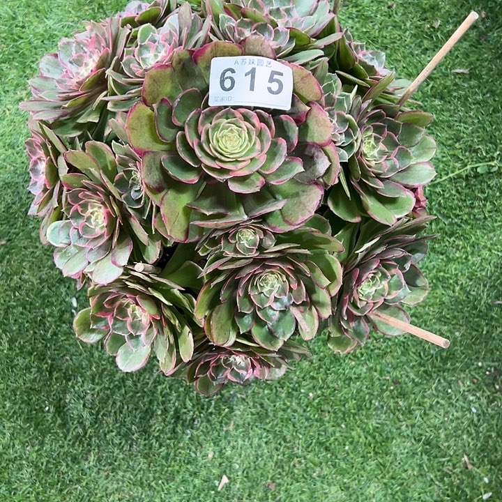 615粉花妖多肉植物