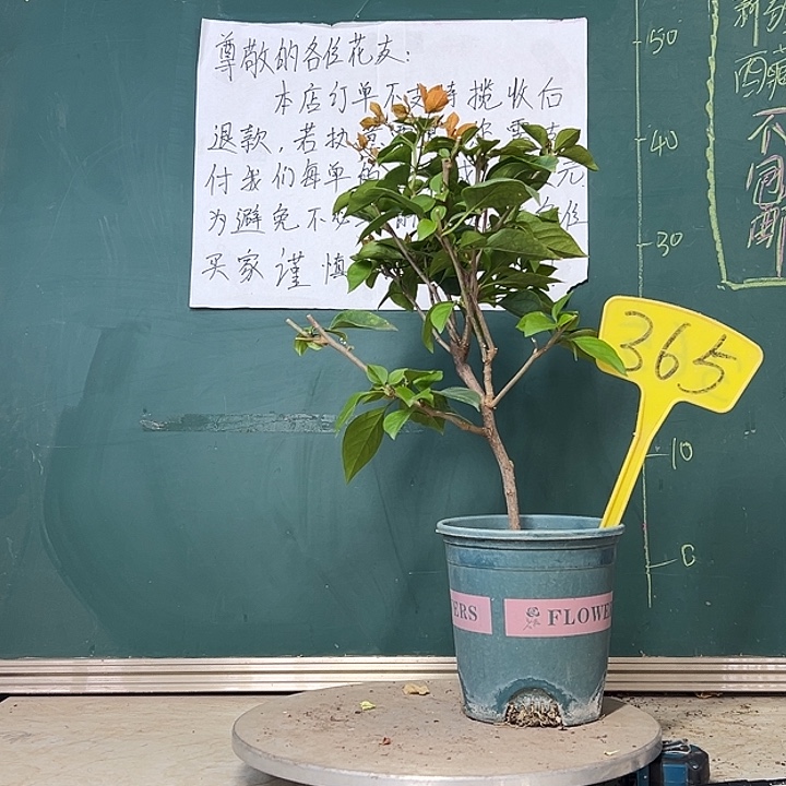 当前无花栽培后可以开花波伊斯玫瑰365