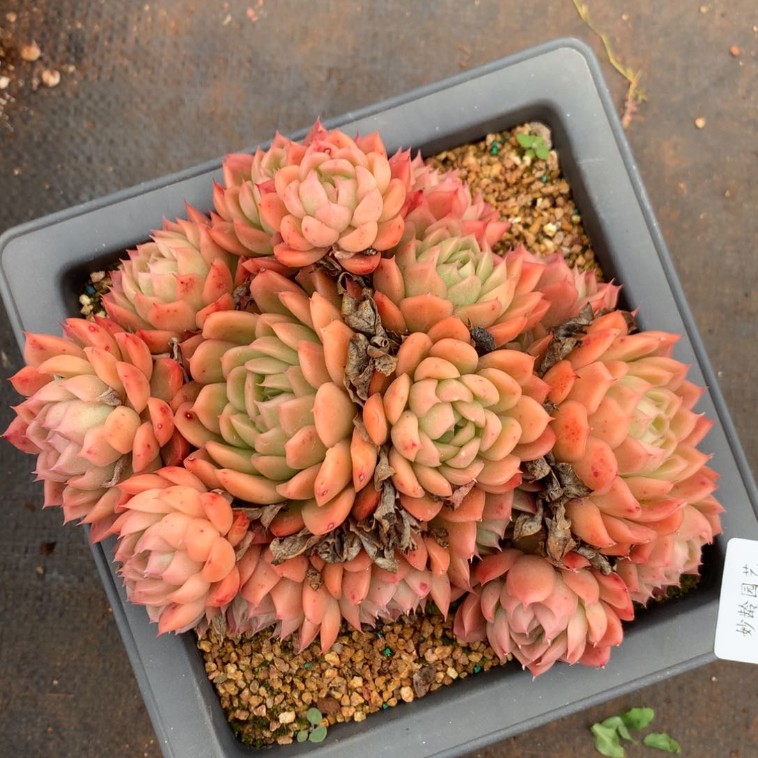 1832杂交精品基地17厘米