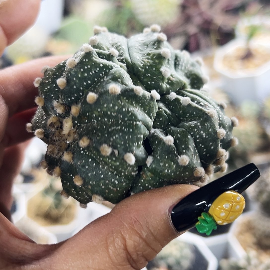 兜群有根仙人球66666666