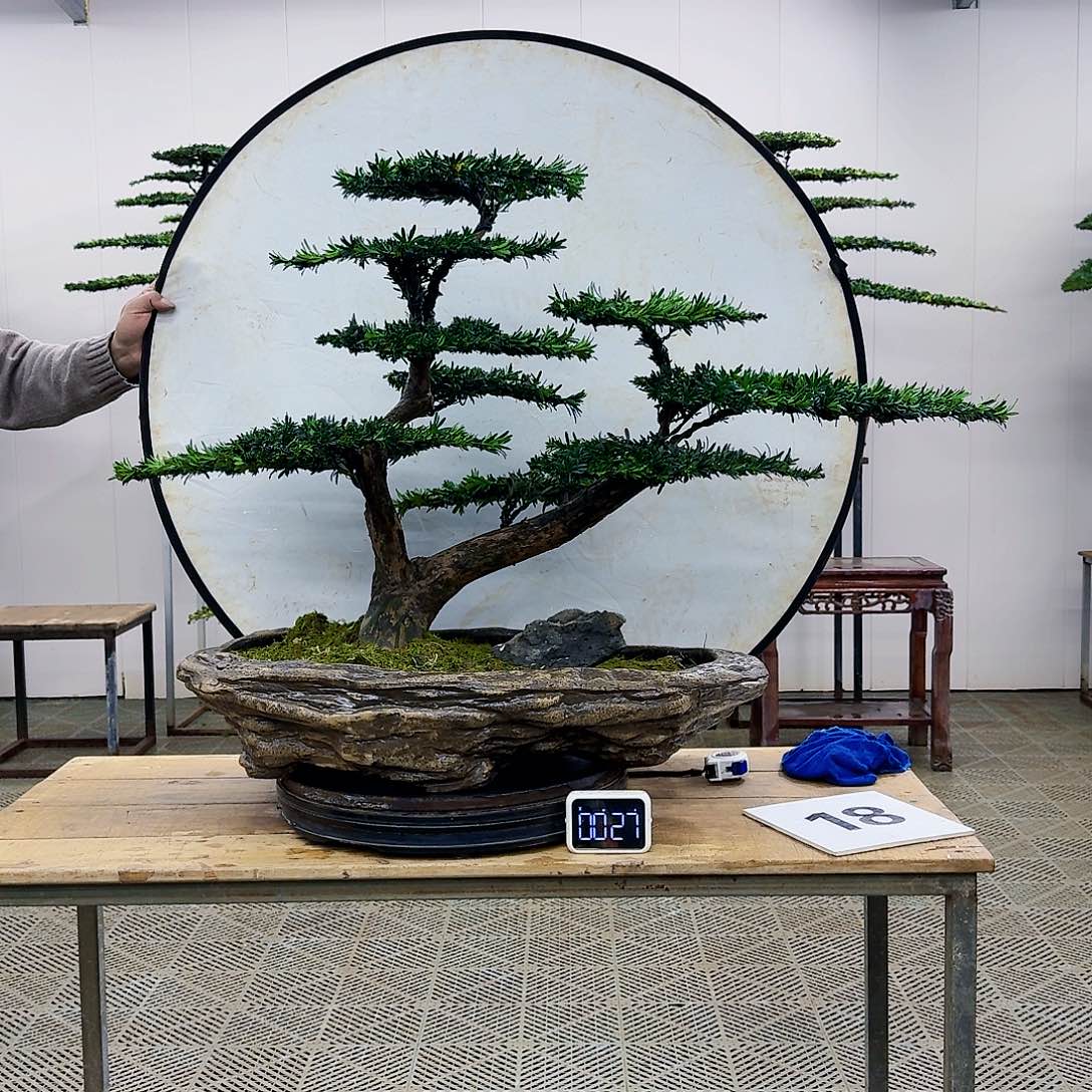 盆景米叶罗汉松盆景