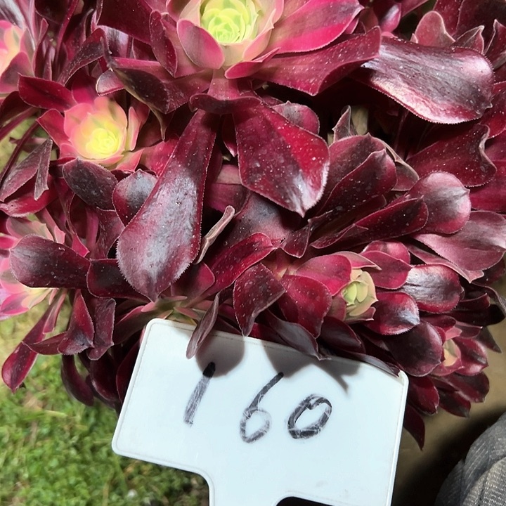 多肉植物美杜莎法师