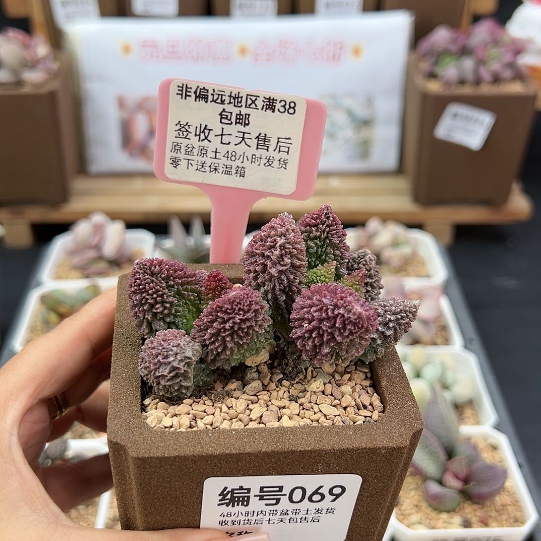 069朱紫玉多肉植物