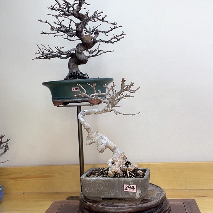 木本关野正唐枫盆栽