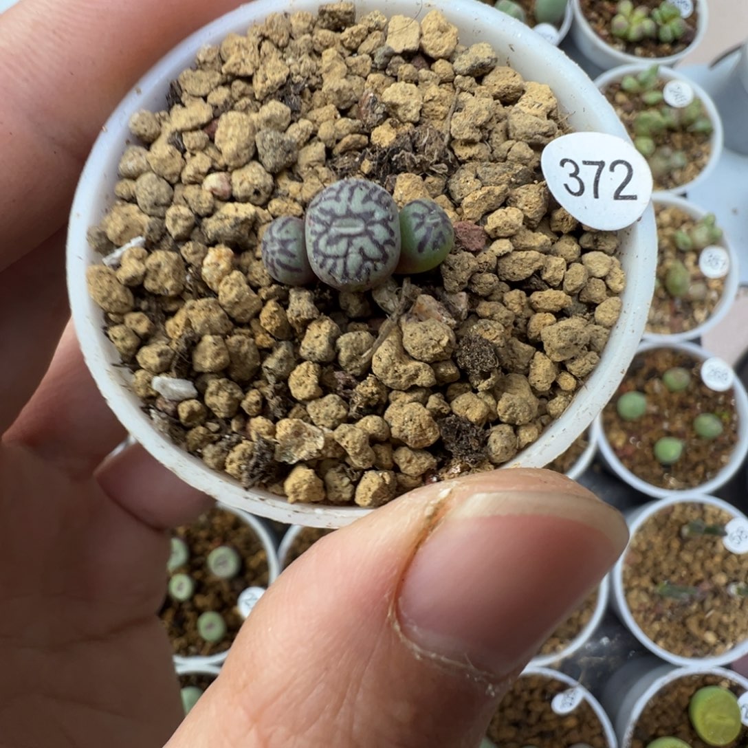 墨一颗脱土372000