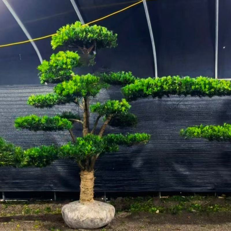 小叶雀舌罗汉松盆景盆栽造型美观规格齐全