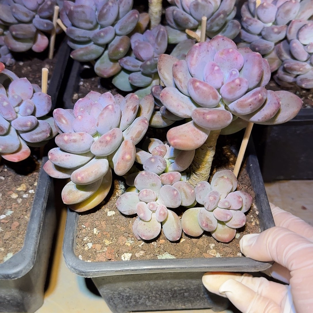 咖啡美人无砍小老桩