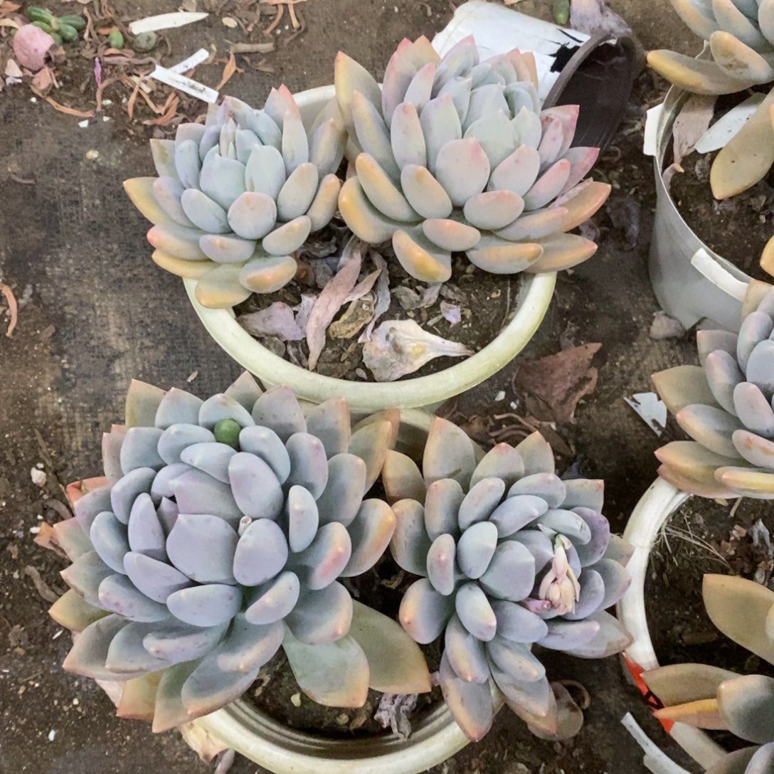 胖美人双头起发两盆