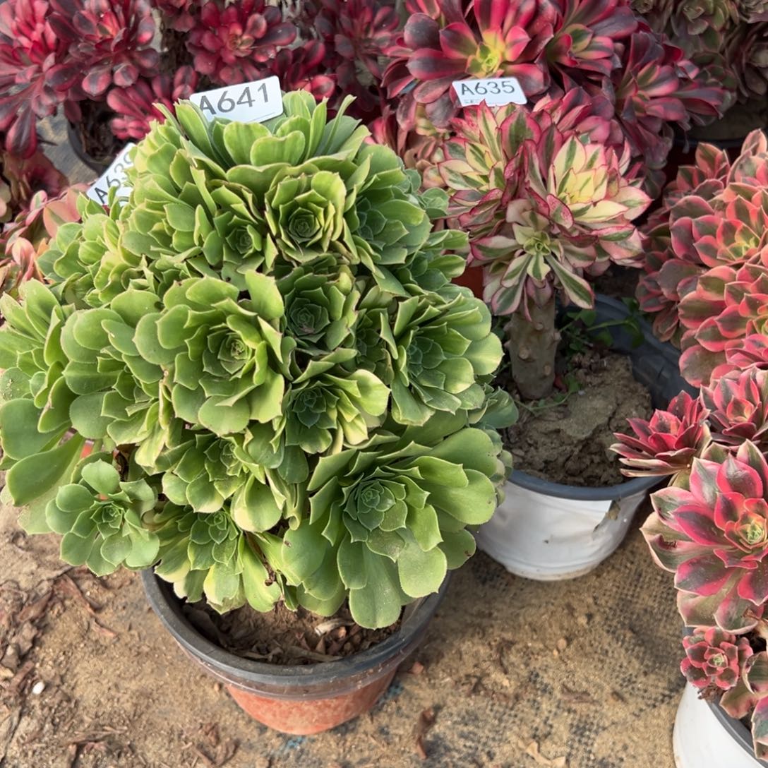 641绿玫瑰多肉植物法师