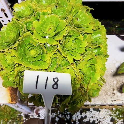 多肉植物绿羊绒法师
