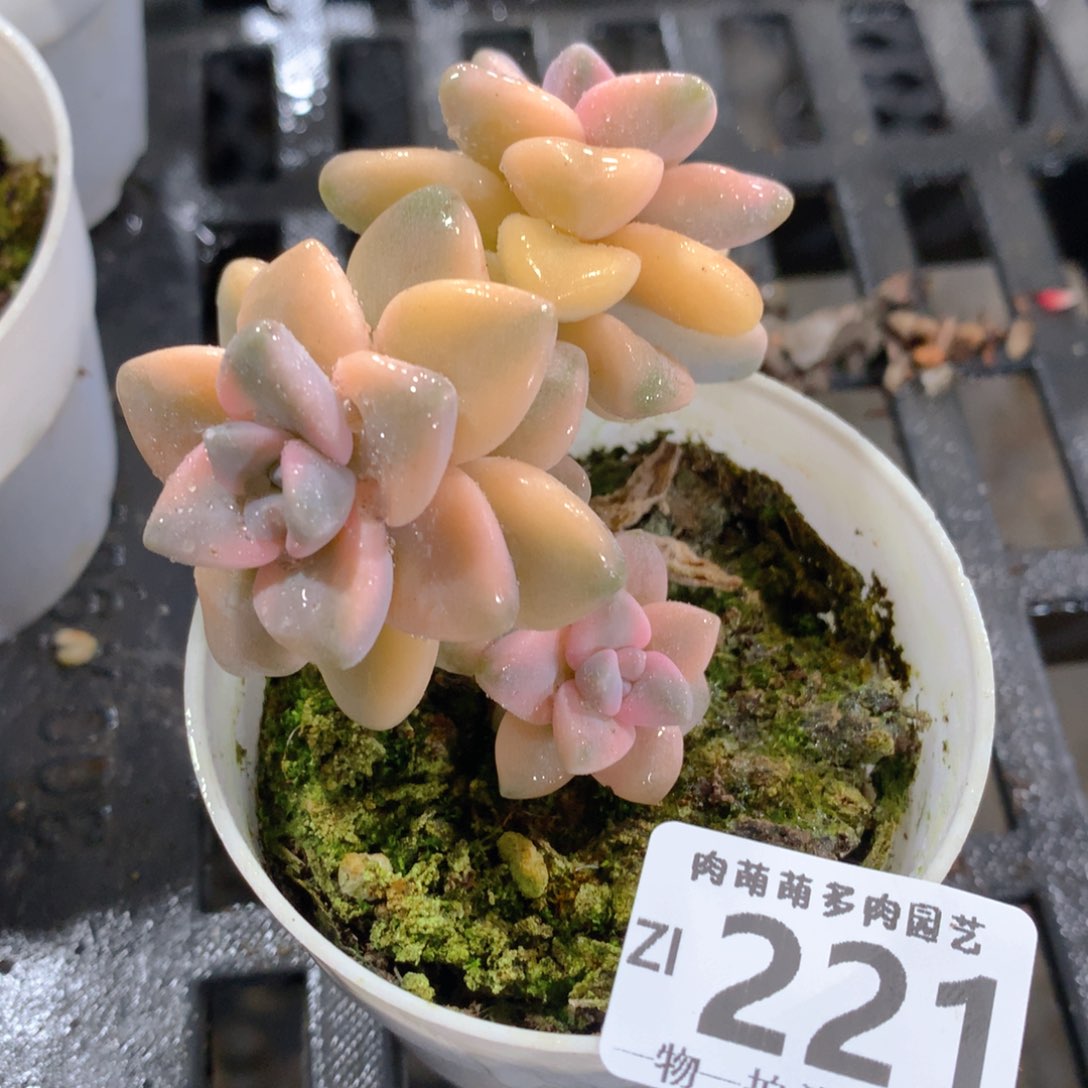 肉萌萌拇指盆精控多肉ZI221