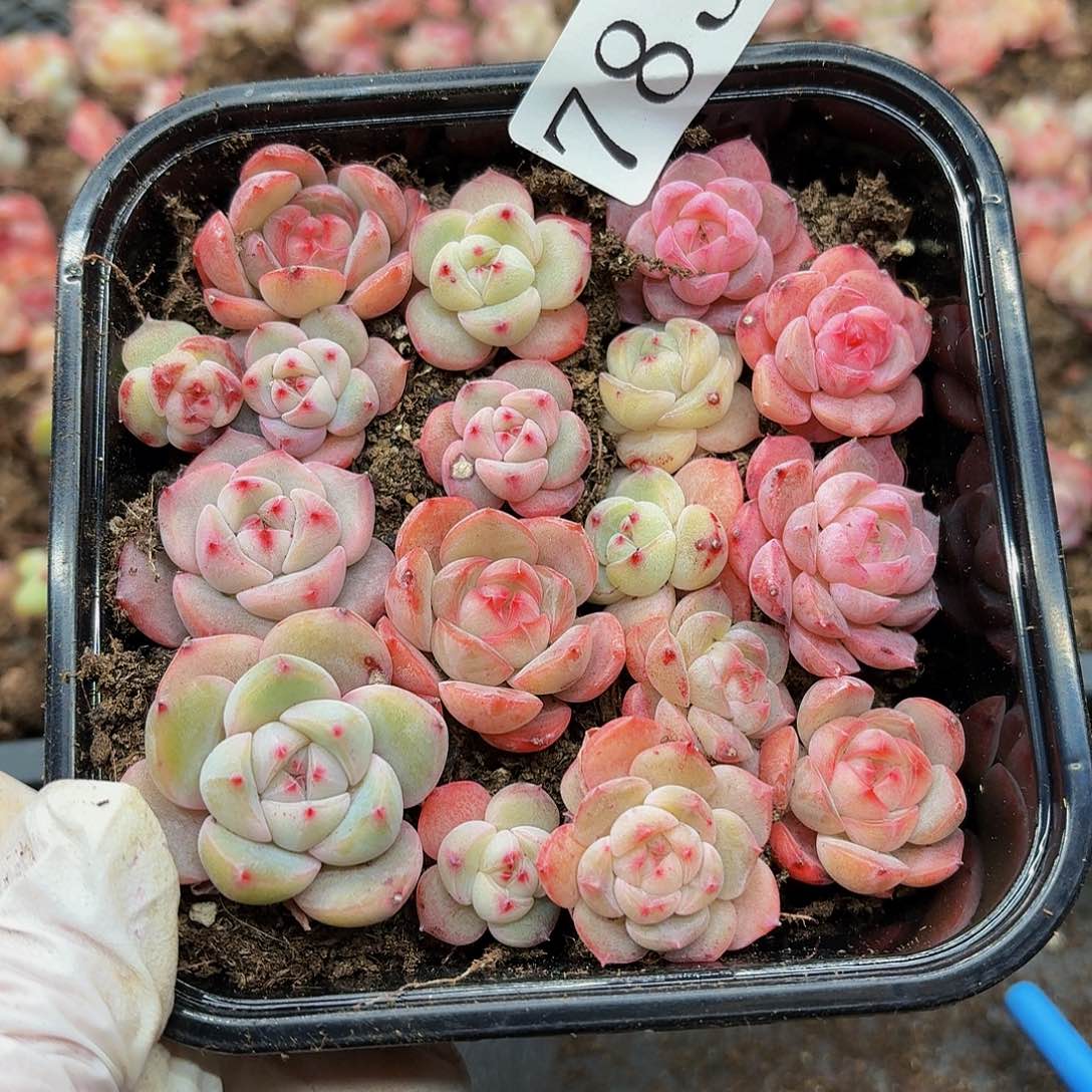 多肉植物多肉植物783