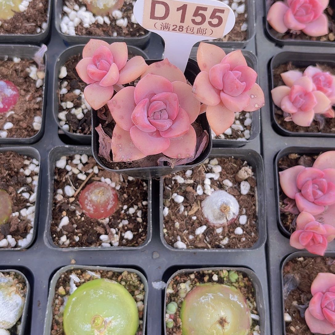 S****.D155彩虹糖一物一拍