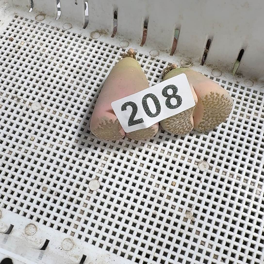C***n生石花一物一拍2颗208