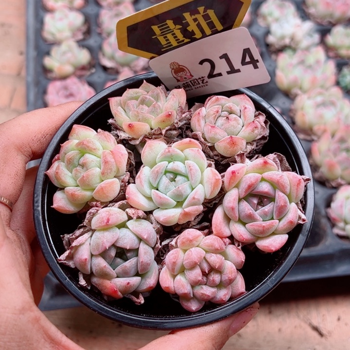 多肉植物多肉植物