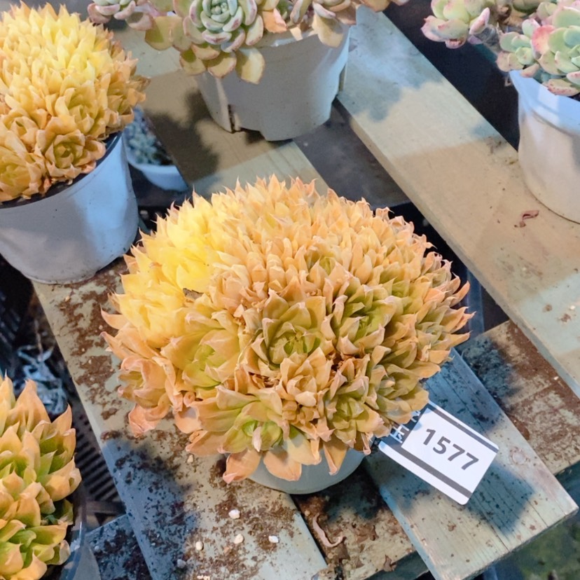 【闪购商品】黄金玉露1577