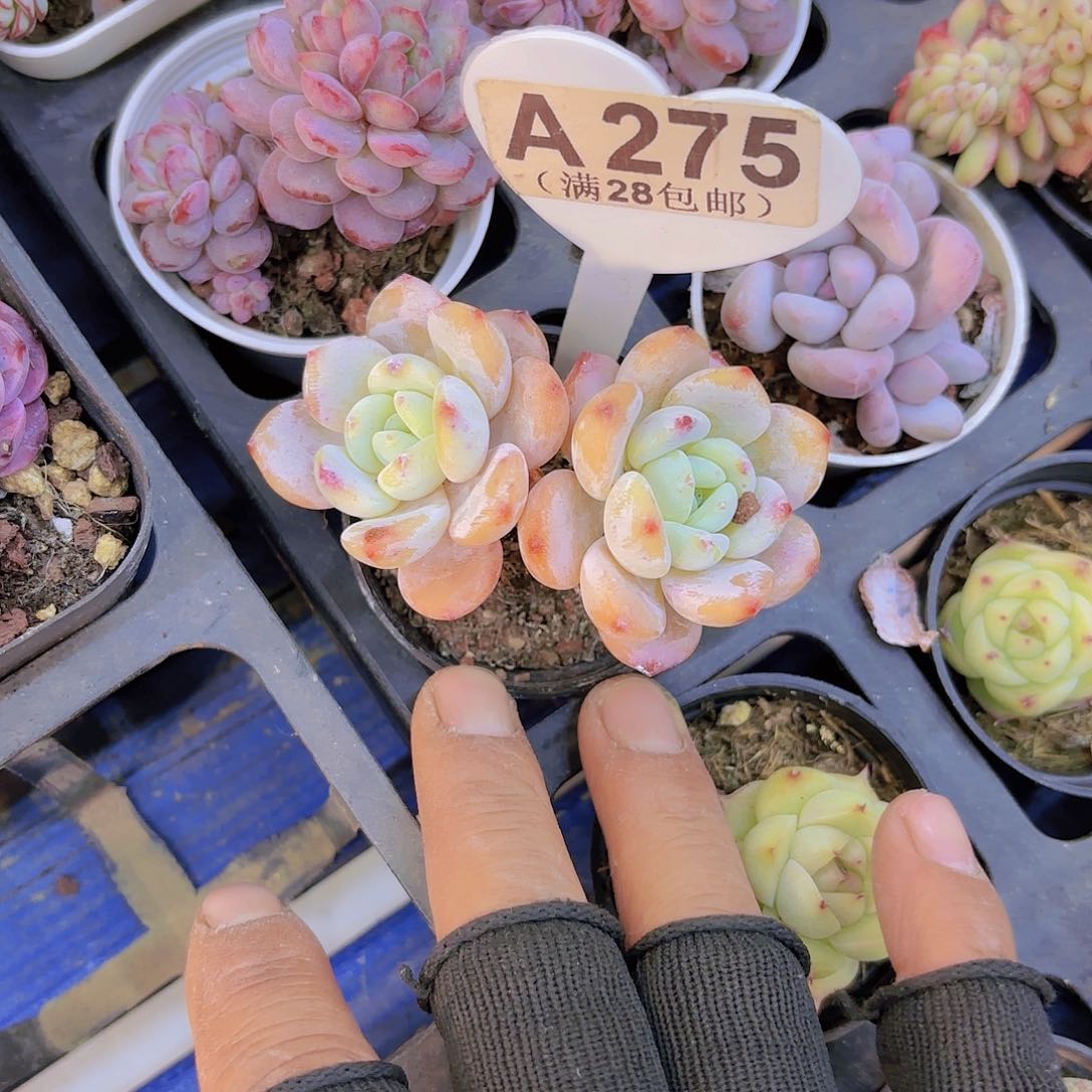 A275冷香一物一拍