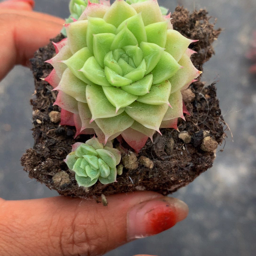 女王优优。（不满9.99包邮）