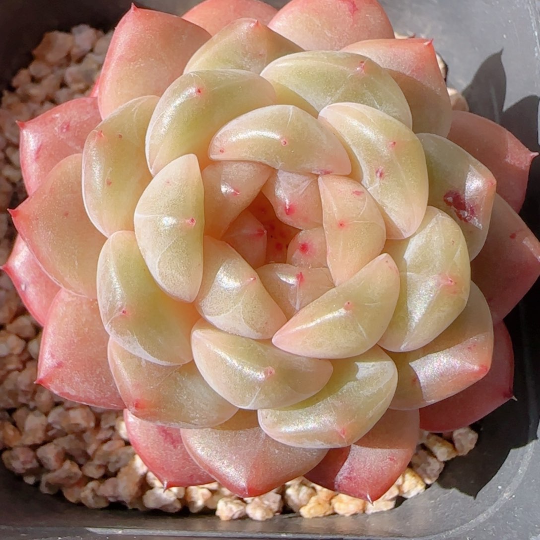花语多肉1204-242