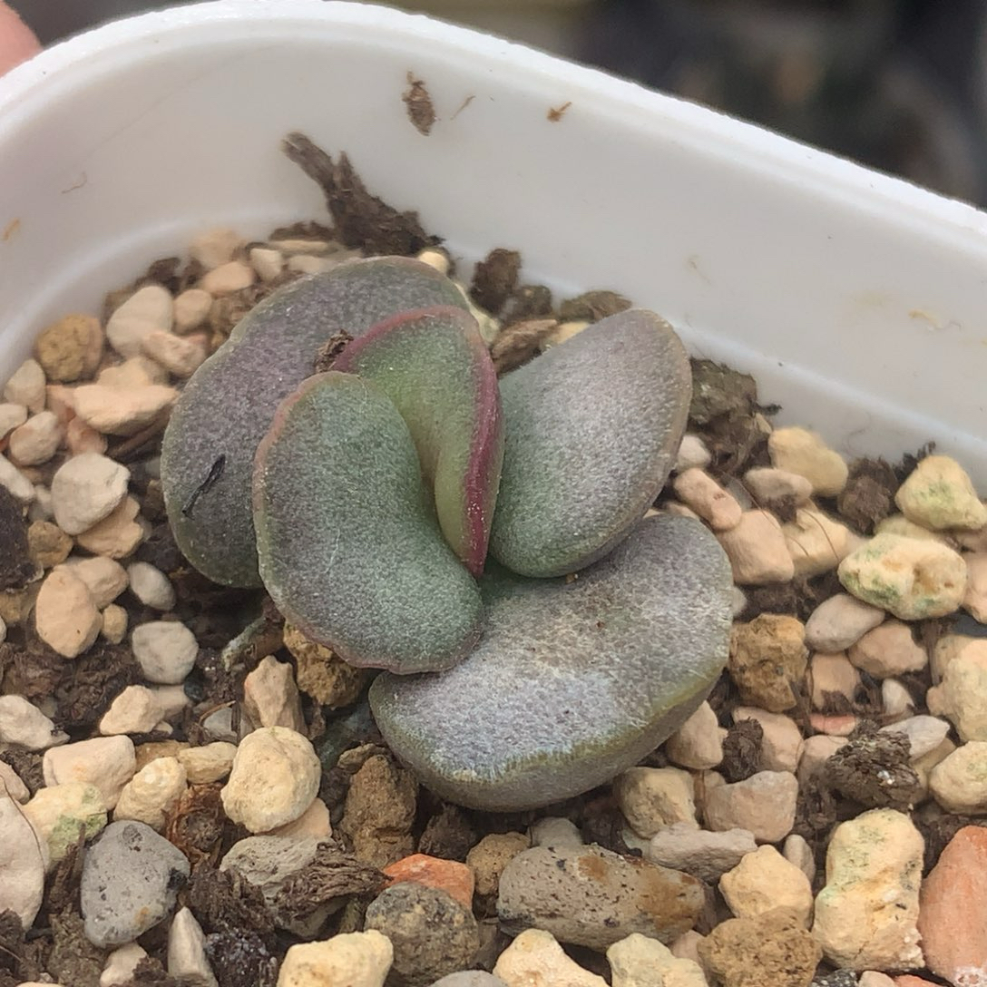 实生水泡一物一拍 多肉植物盆栽新手好养番杏科办公室花卉绿植