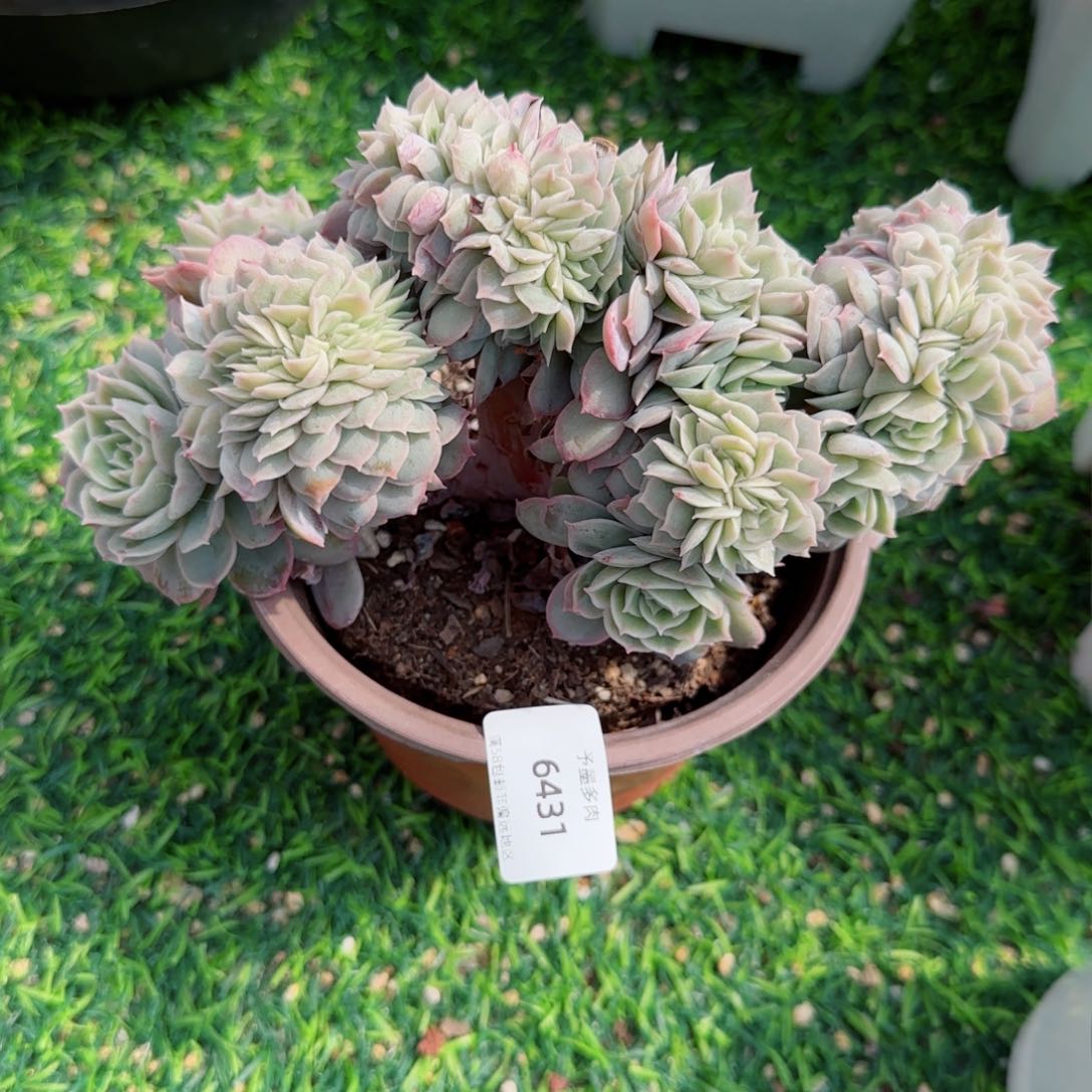 昂缀，6431多肉植物
