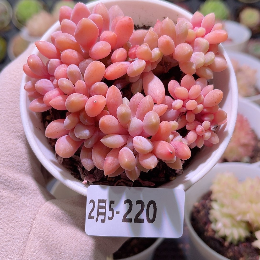 花利美5-220冬美人缀化