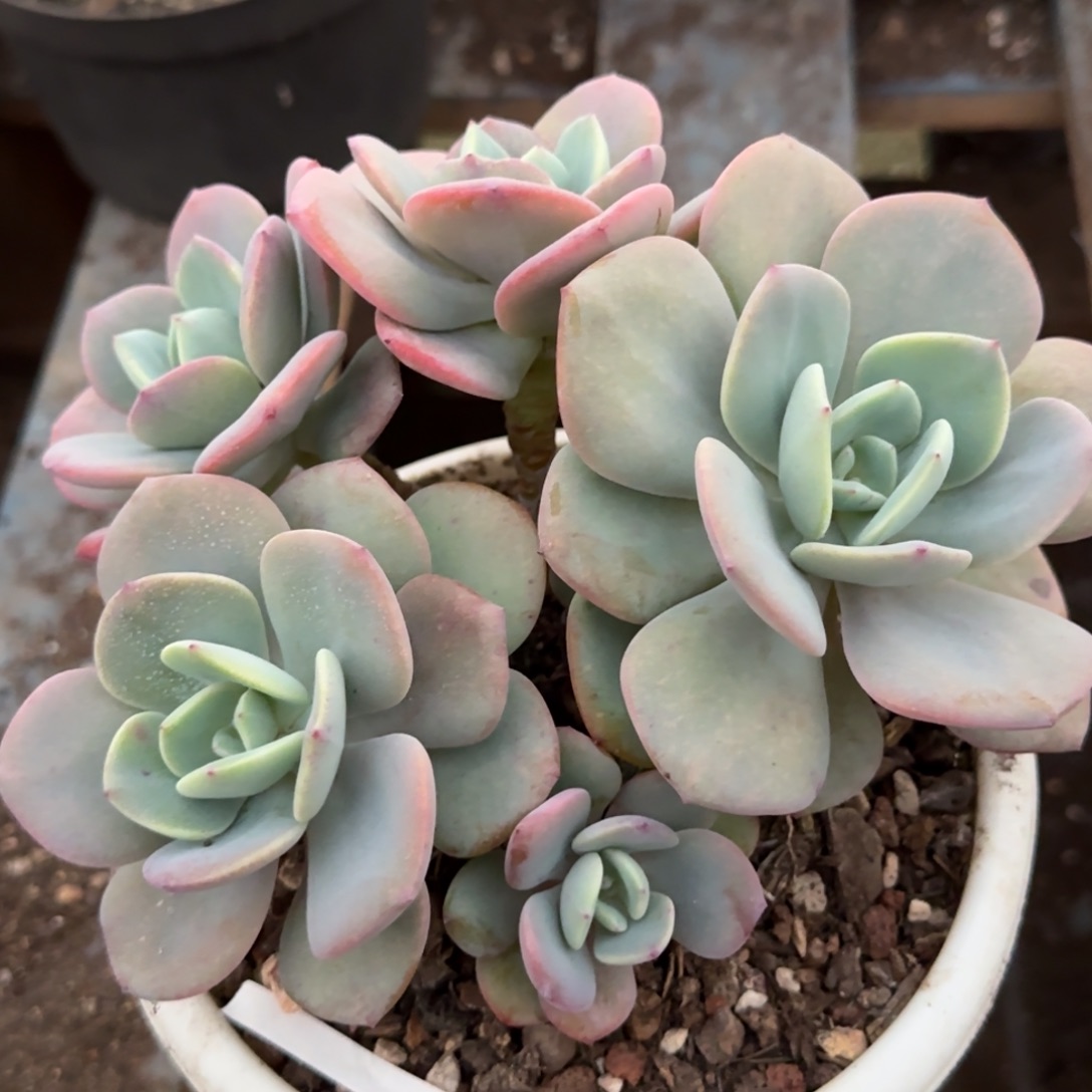 白月光一物一拍包装收缩花旱