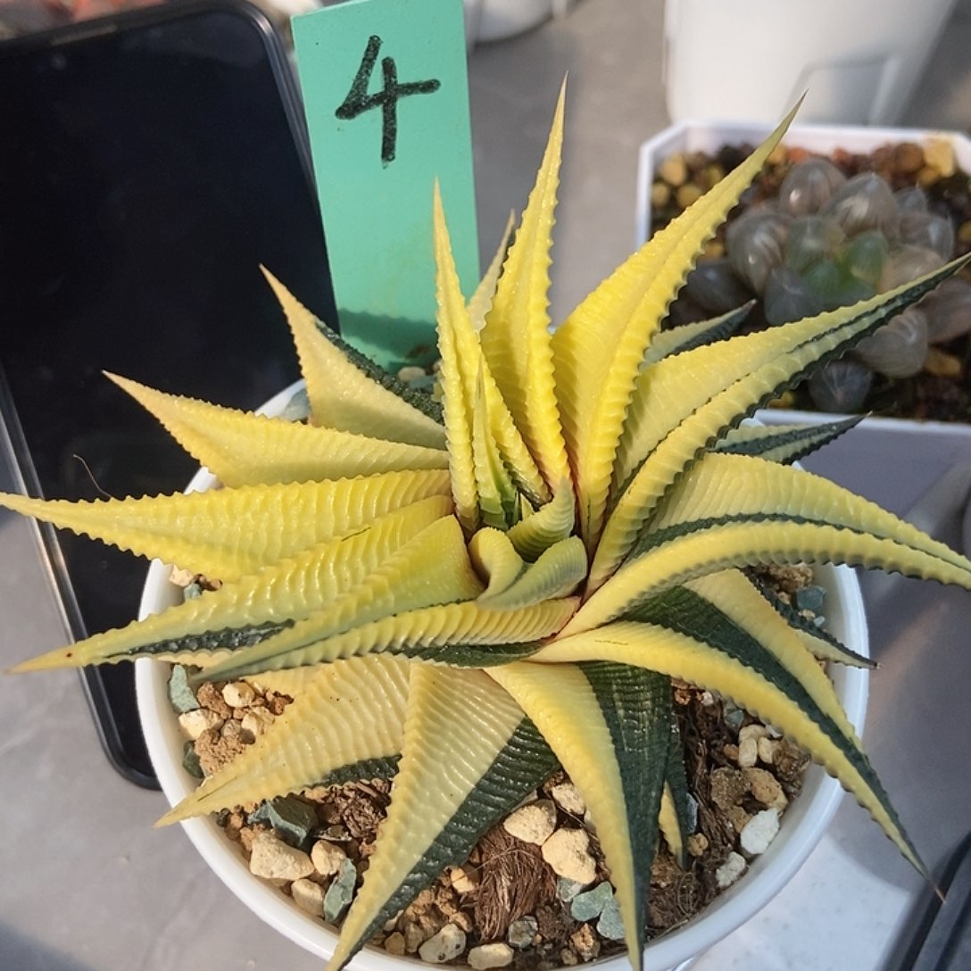 N***哥琉璃殿锦4111111111111