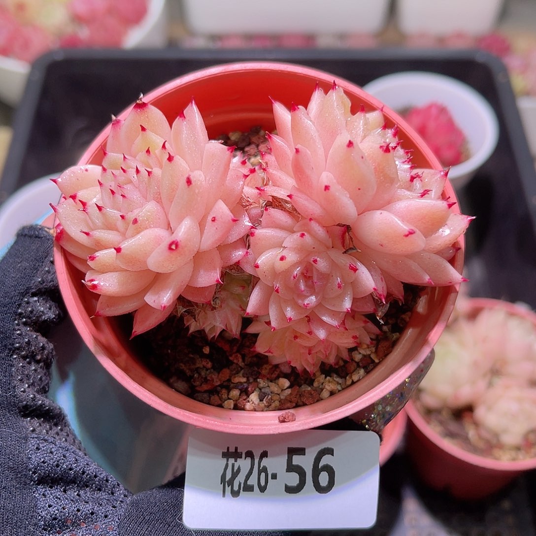 花利美26-56麦秆群