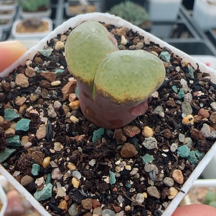 多肉植物母本风铃25号