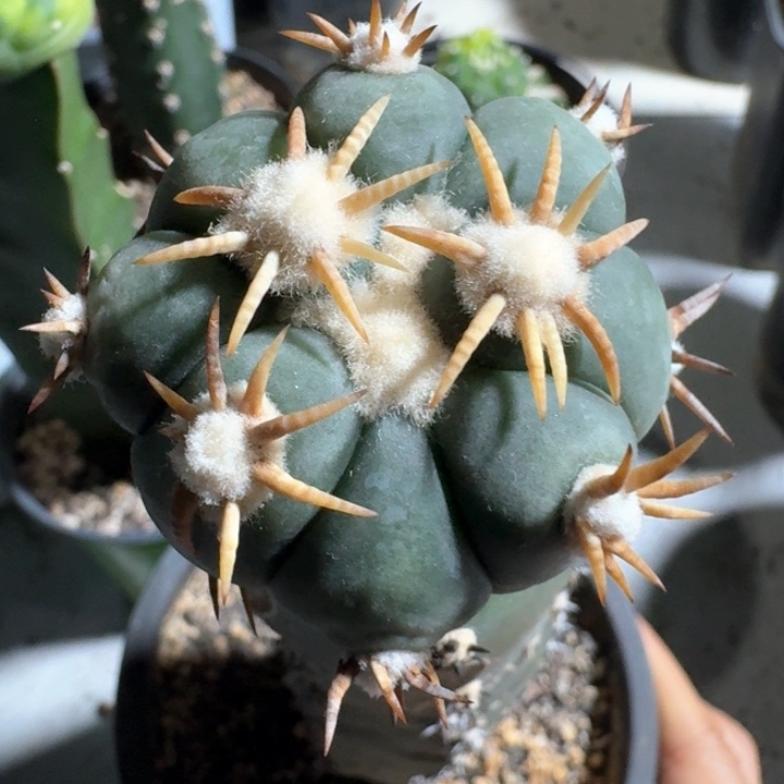 白刺螺旋刺翠平苗接