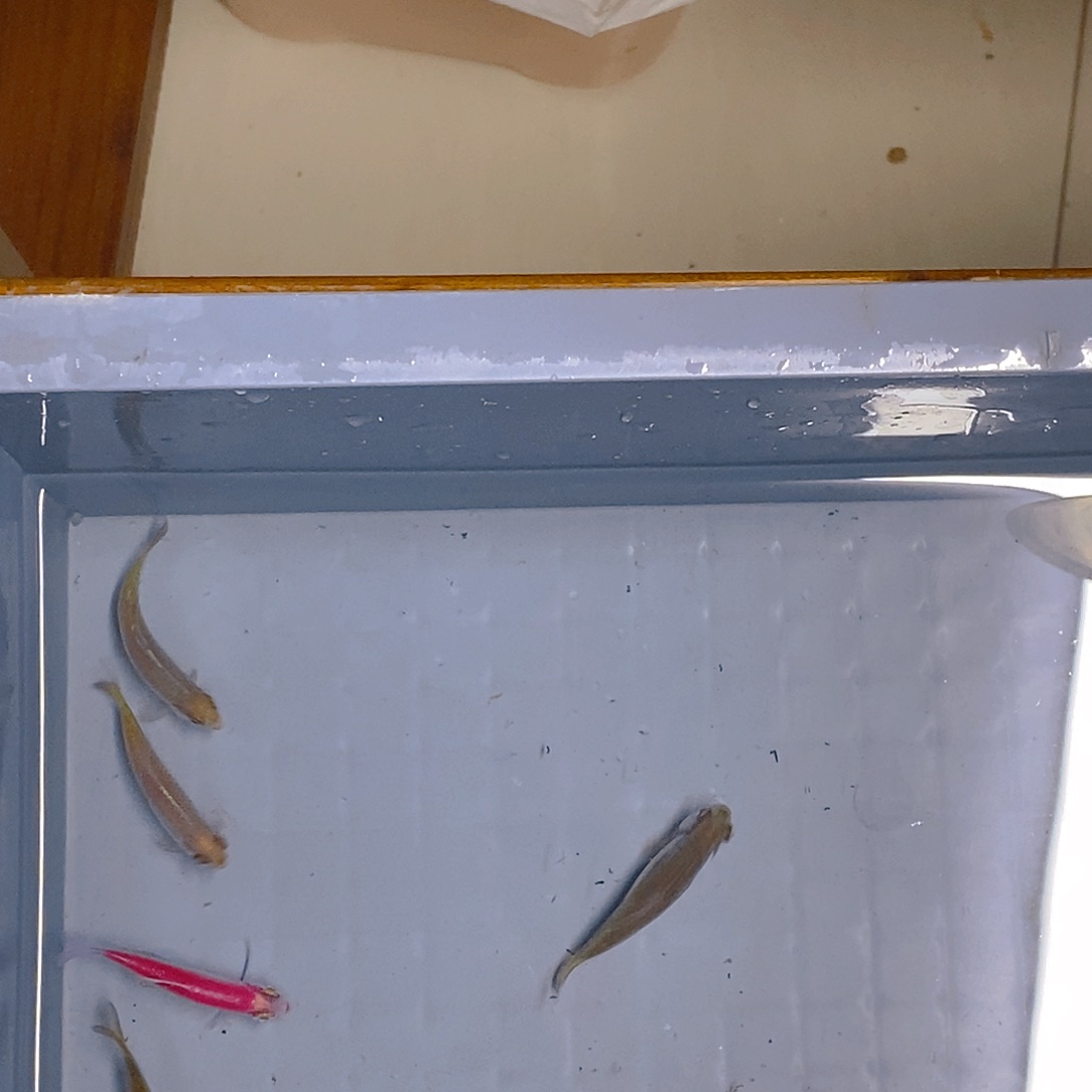 清道夫鱼灯鱼13号