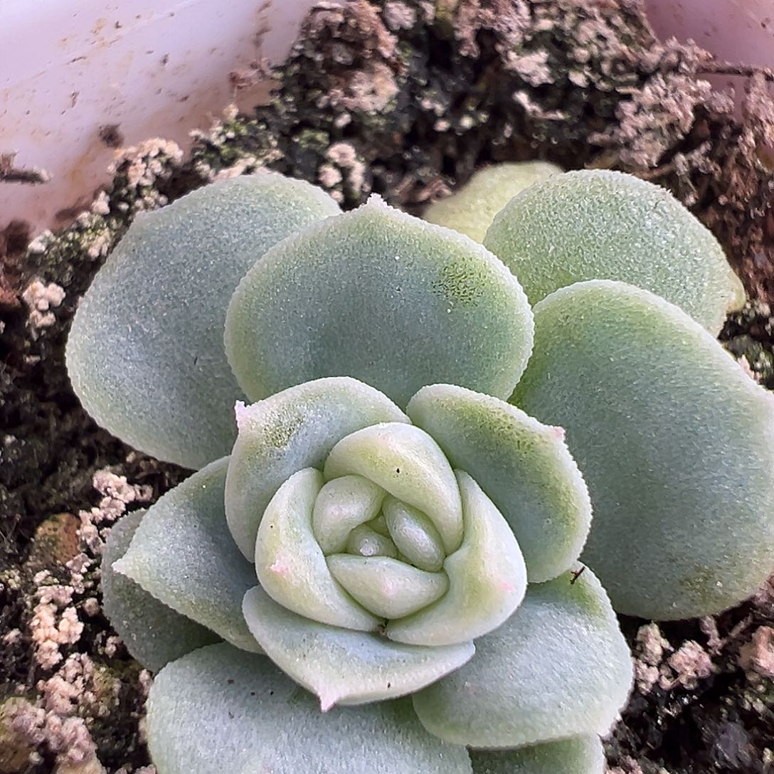 圣诞福利。茉莉。   