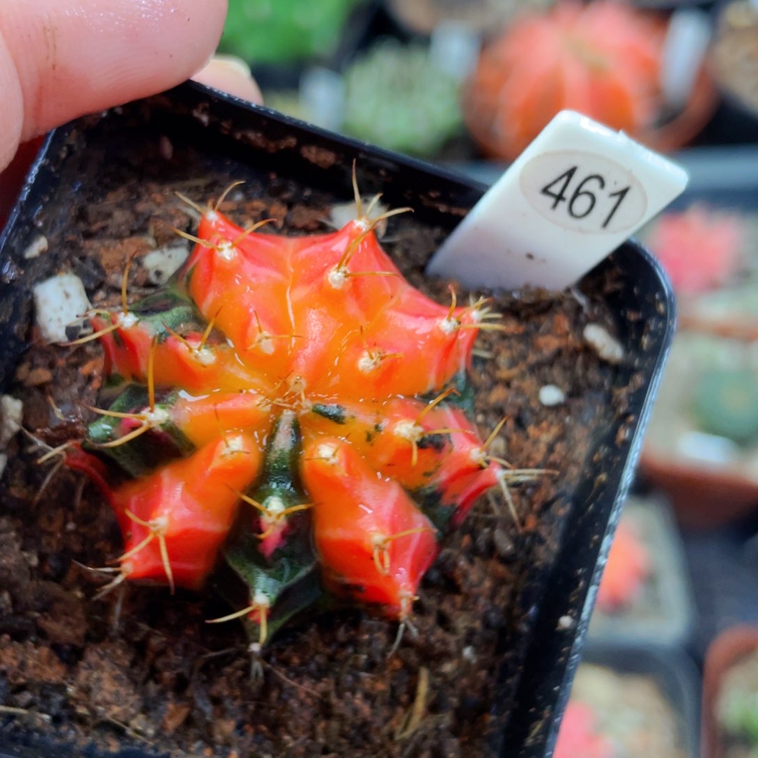 盆5公分满25包邮裸根发货