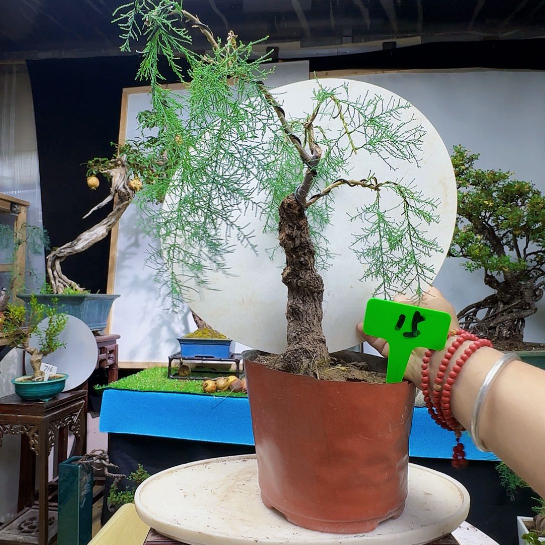 军***无花朵三春柳柽柳带盆包邮