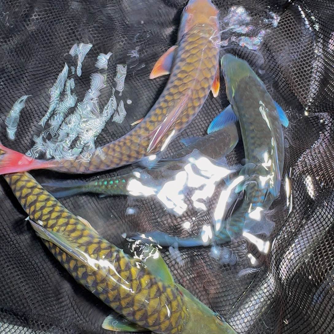 吉罗鱼吉罗鱼吉罗鱼