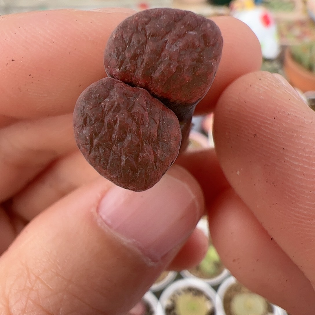 【闪购商品】202 秒