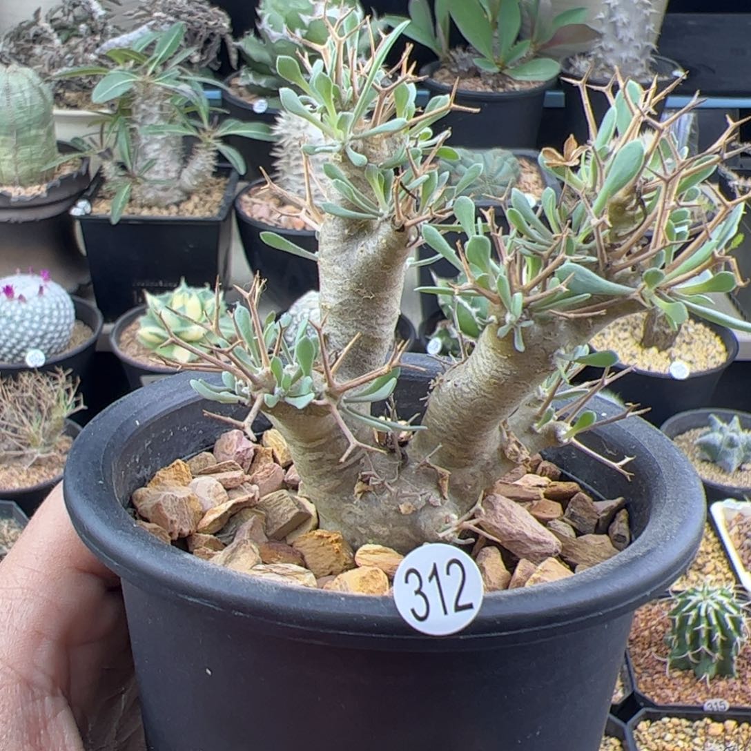 黑鬼殿厚敦菊一物一拍312