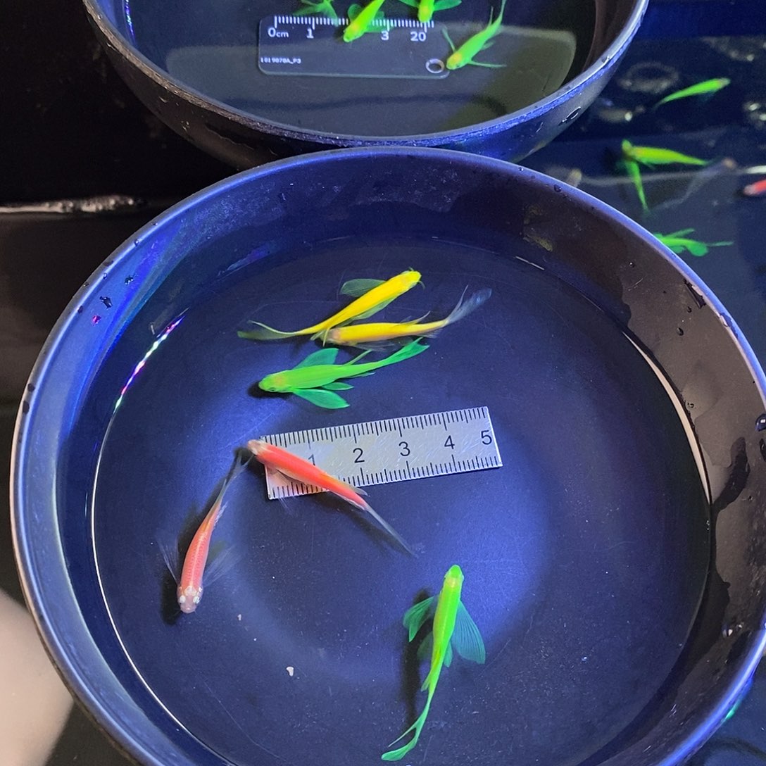 斑马鱼蝶翼斑马种鱼3色各2个