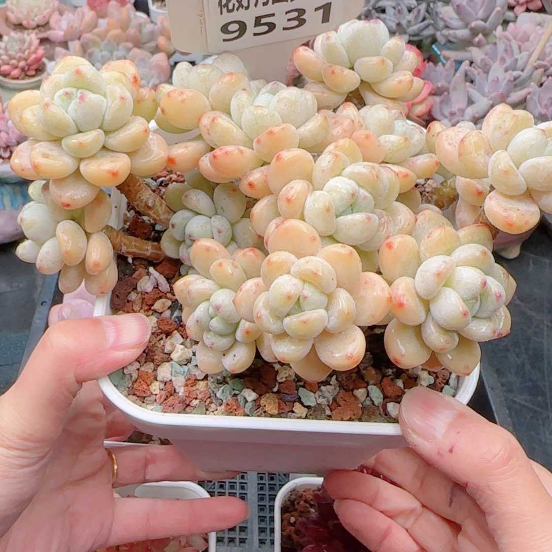 多肉植物9531…..！mmmmm
