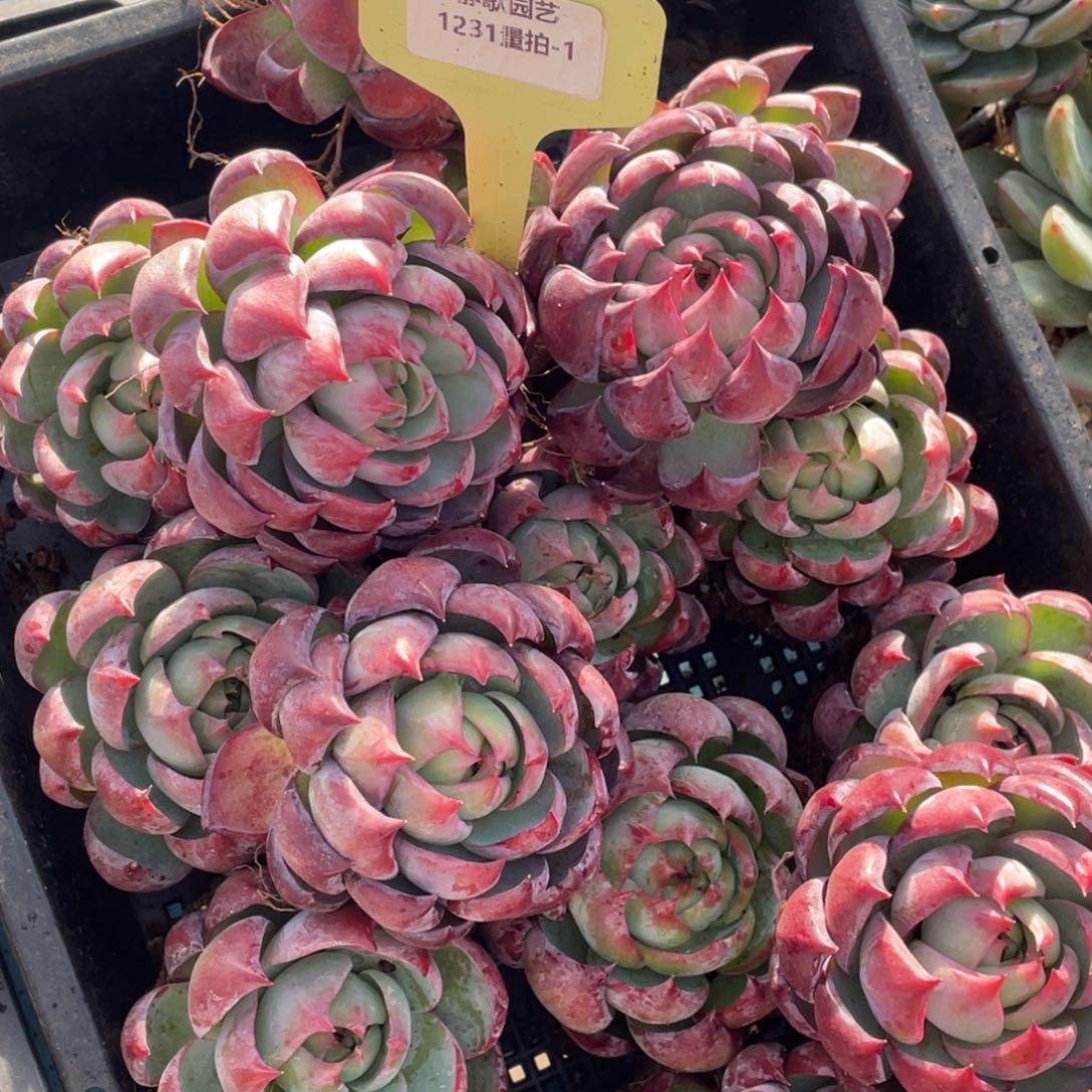 1231-1-惊鸿仙子包子一颗