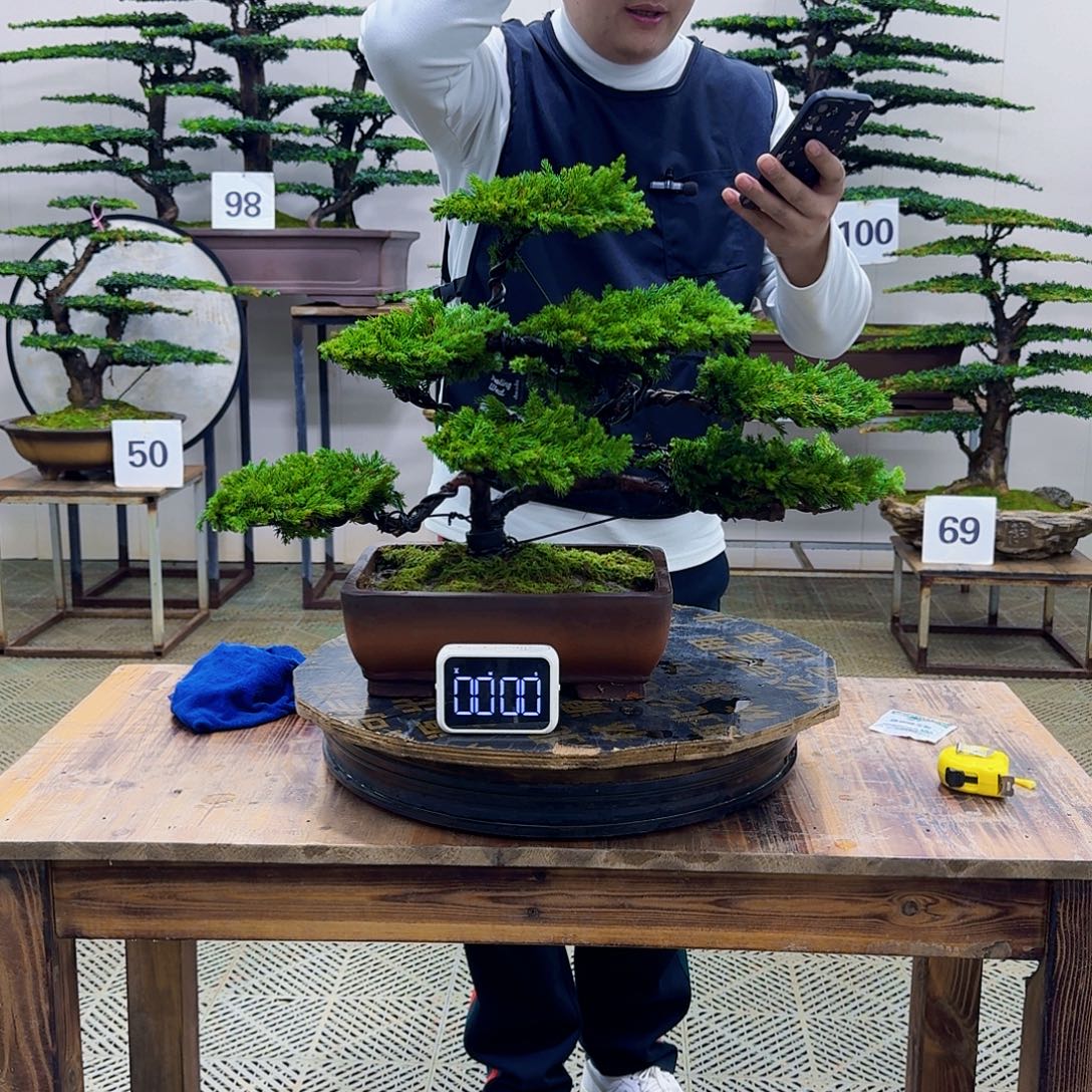 无花朵柏树造型盆景