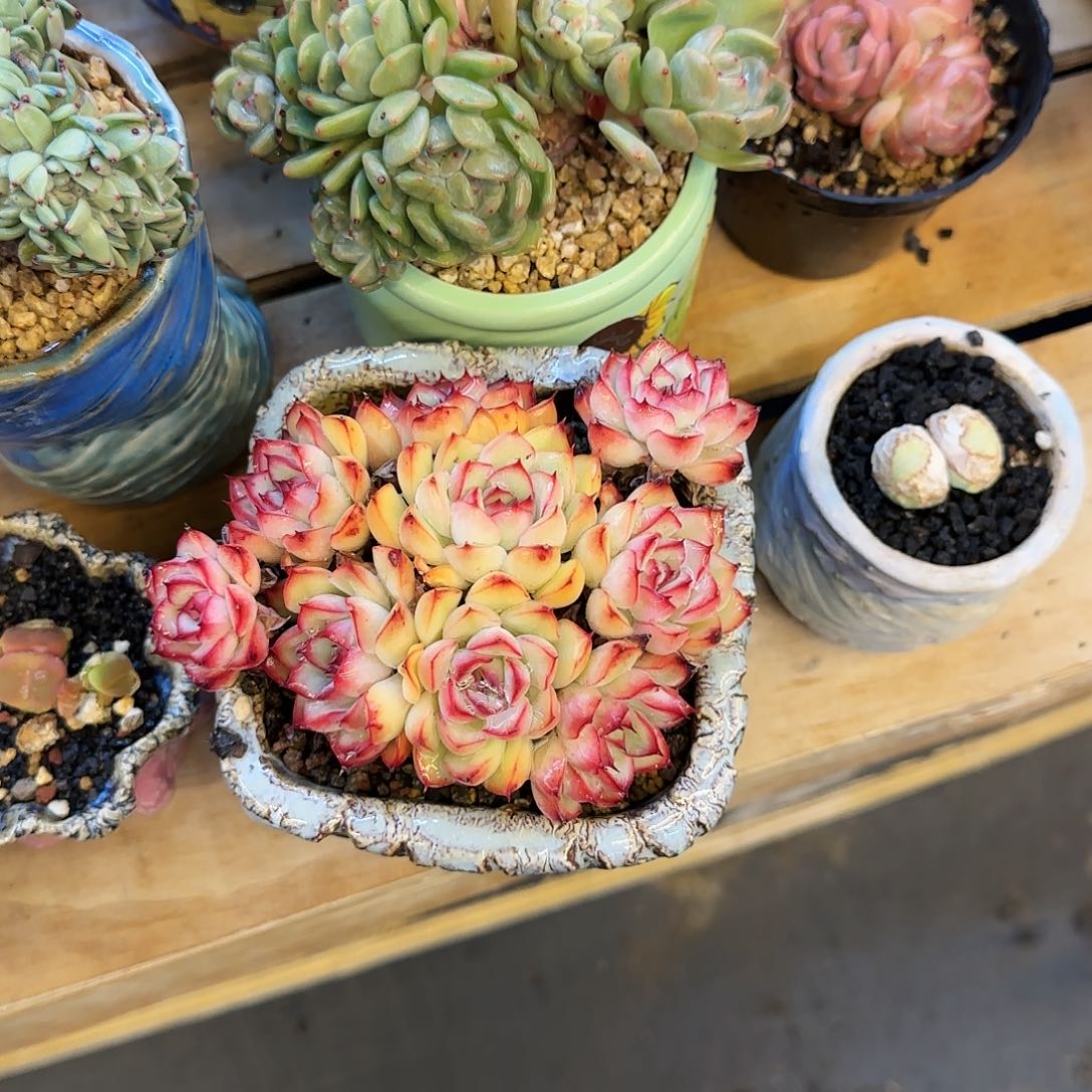 恭喜发财 恭喜发财