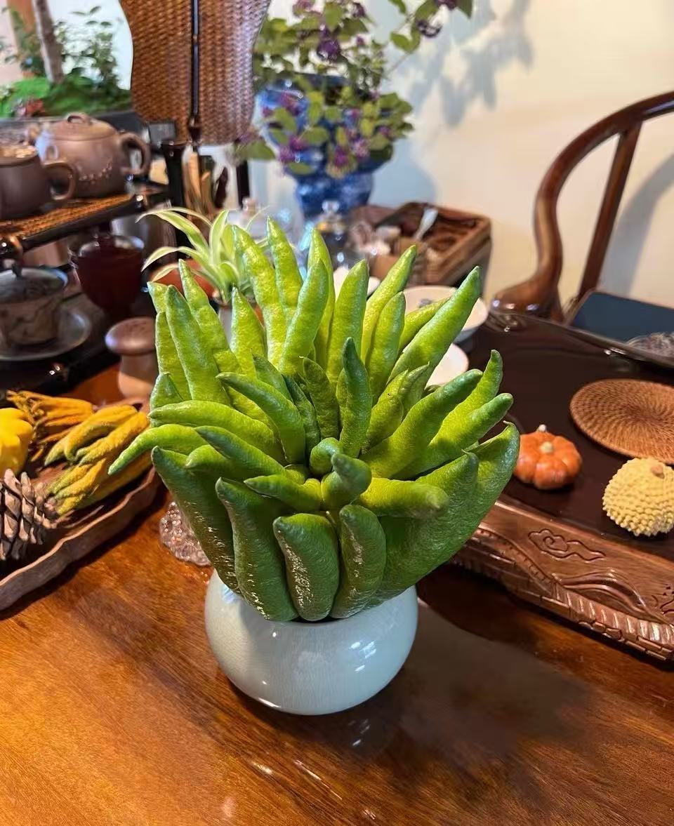 【果王福利】新鲜佛手柑可水培观赏食用有天然清香