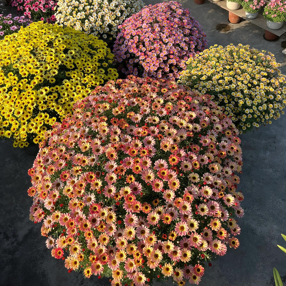 香槟粉大花玛格丽特 阳台庭院盆栽地栽花期长新手易养护